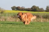 DOGUE DU TIBET 637